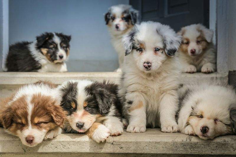 Top 5 Benefits of Regular Dog Grooming