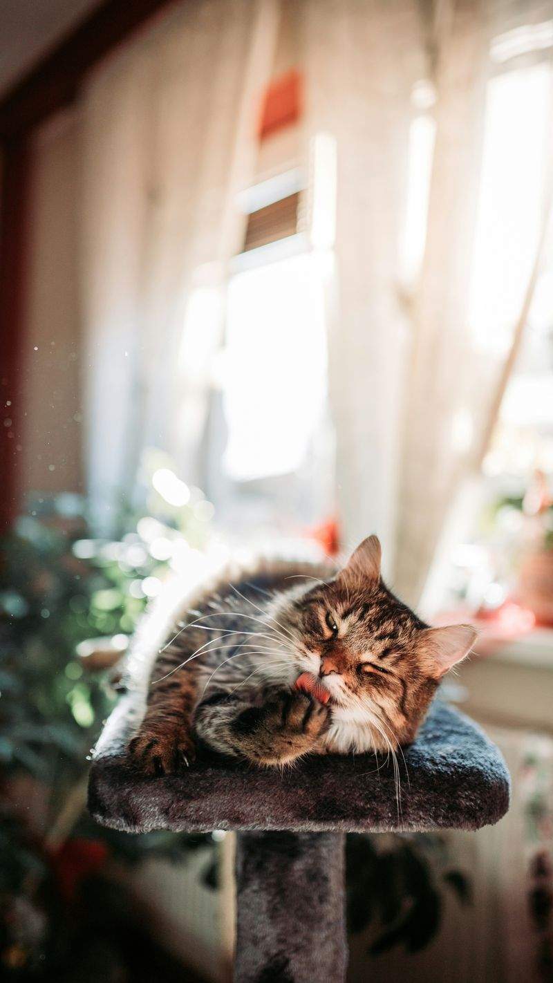 The Best Toys to Keep Your Cat Entertained Indoors