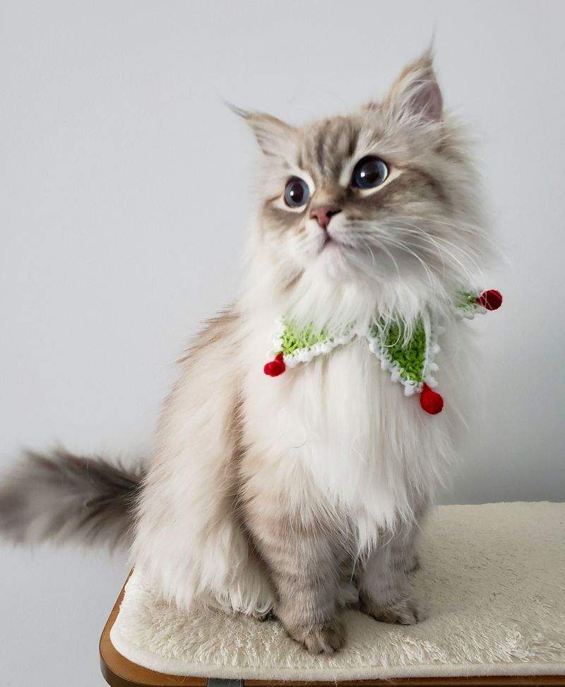 Paw Haven Pet Services - Image 1