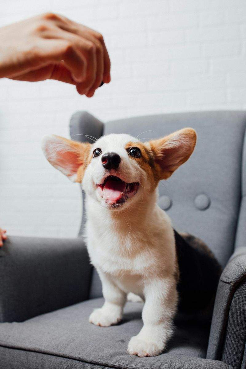 Paw Haven Pet Services - Image 12