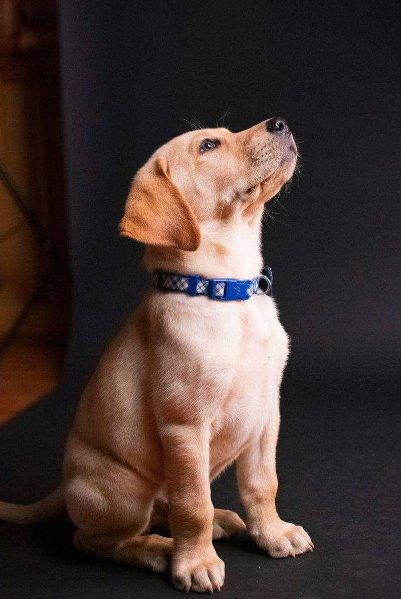 Paw Haven Pet Services - Image 13