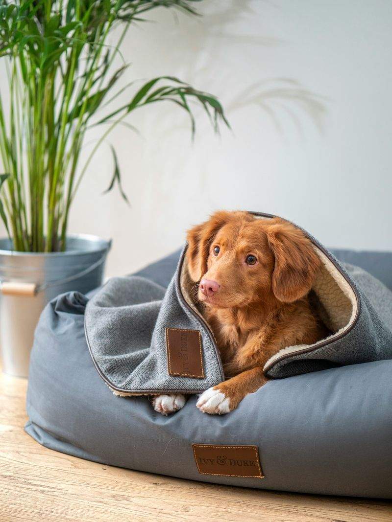 Paw Haven Pet Services - Image 4